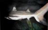 lonely shark 