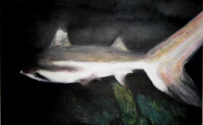 lonely shark 